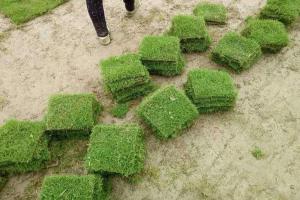 百慕大草坪多久可以長出來