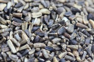 [菊苣種子]菊苣種子價格及播種方法