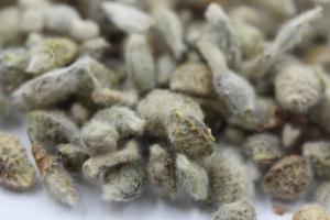[花棒種子]花棒種子價格及播種方法