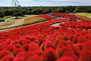 紅地膚種子播種方法及批發價格