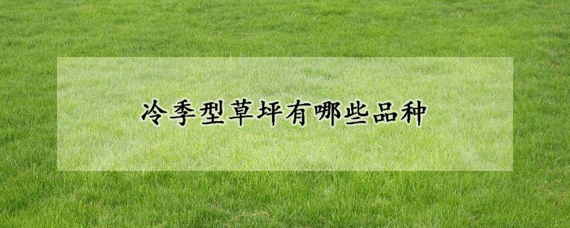 冷季型草坪有哪些品種(冷季型草坪品種大全)