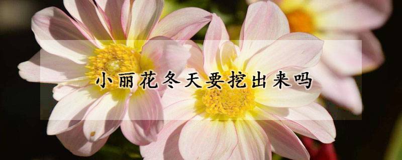 小麗花冬天要挖出來保存嗎？