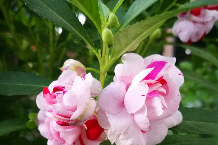 鳳仙花播種后多久可以開花