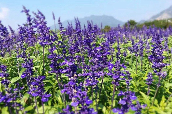 芳香鼠尾草適合北方種植嗎