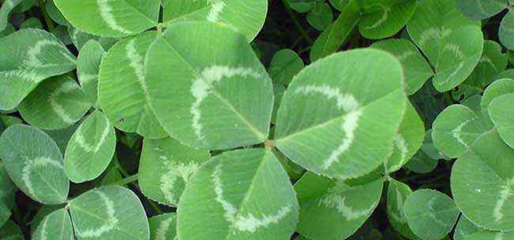 三葉草開花寓意什么(三葉草什么時候開花)