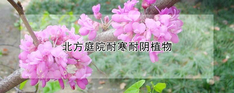 北方耐寒又耐陰的庭院植物有哪些