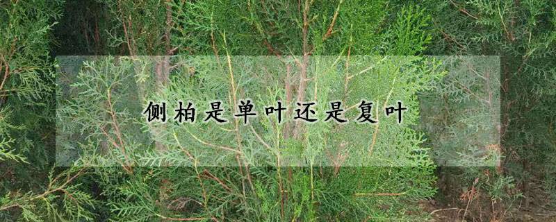 側柏是單葉還是復葉