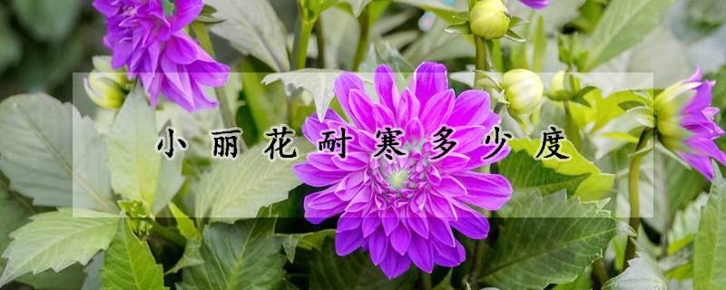 小麗花耐寒多少度(小麗花最低耐溫幾度)
