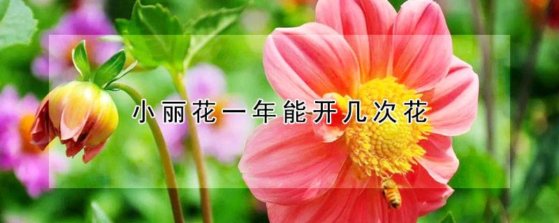 小麗花一年能開幾次花(花期持續多久)