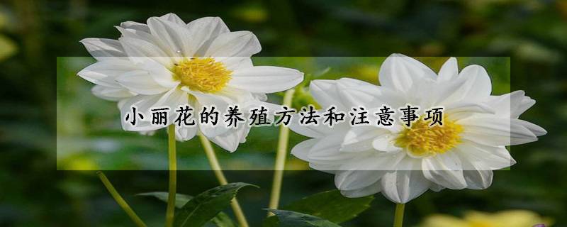 小麗花的養殖方法和注意事項（2022年新版）
