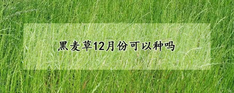 黑麥草12月份可以種嗎(幾月份種植好)