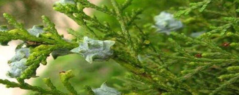 側柏樹果的作用與功效有哪些
