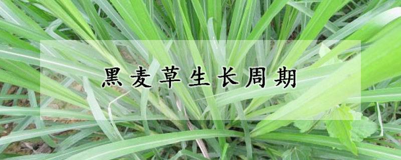 黑麥草生長周期是多少天