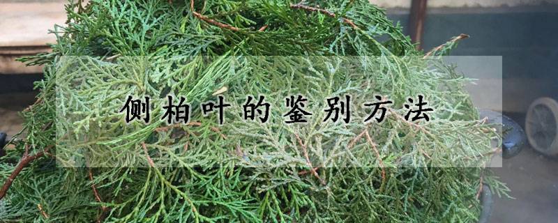 中藥側柏葉真假的鑒別方法