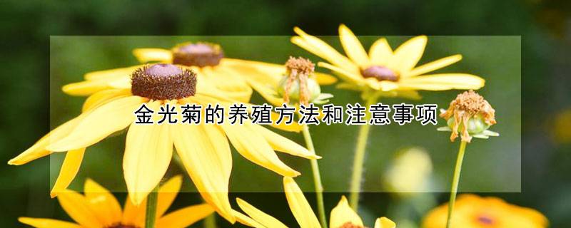 金光菊的養殖方法和注意事項都有哪些？
