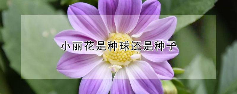 小麗花是種球還是種子繁殖