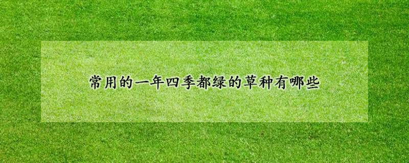 有什么草種一年四季都是綠的