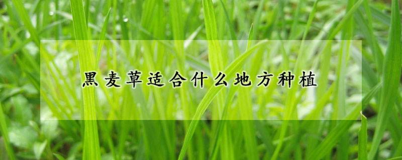 黑麥草適合什么地方種植？