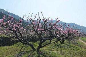 桃樹什么時候開花(桃樹的花期)