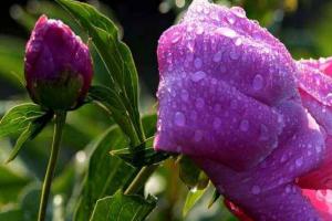 芍藥什么時候開花(芍藥一年開幾次花)
